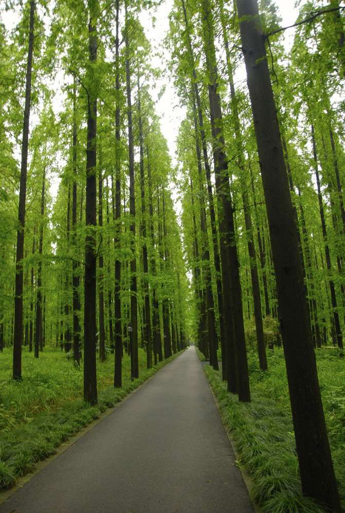 The wind in summer blows through Chongming