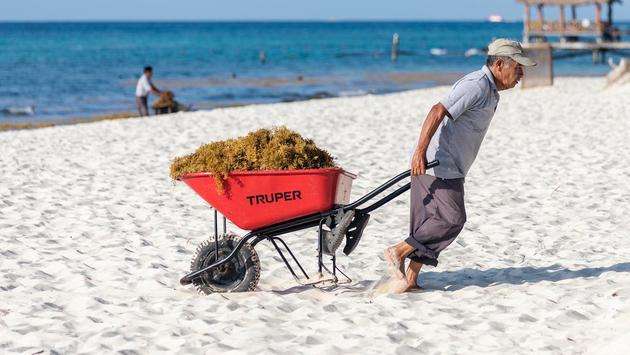 Mexican Caribbean Announces End to Sargassum Season